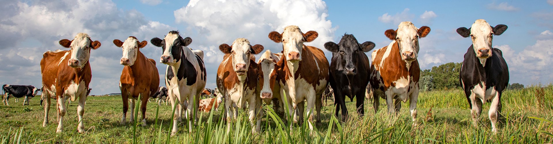 Koeien in een weiland