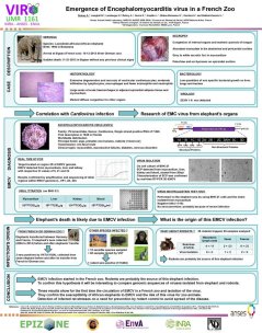 Emerging diseases-1.jpg